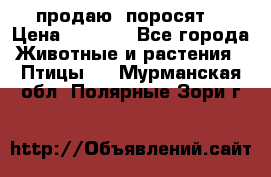 продаю  поросят  › Цена ­ 1 000 - Все города Животные и растения » Птицы   . Мурманская обл.,Полярные Зори г.